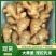 精品大黄姜,产地直发品质保障可视频看货代发全国