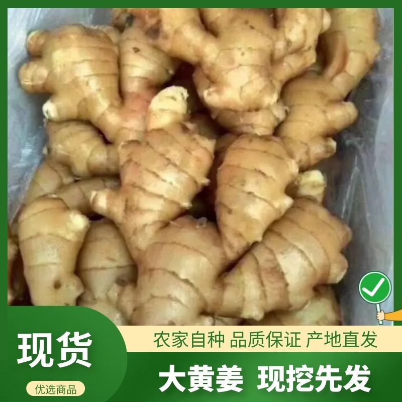 精品大黄姜，产地直发品质保障可视频看货代发全国