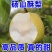 酥梨砀山酥梨果面干净产地直发提供一条龙服务