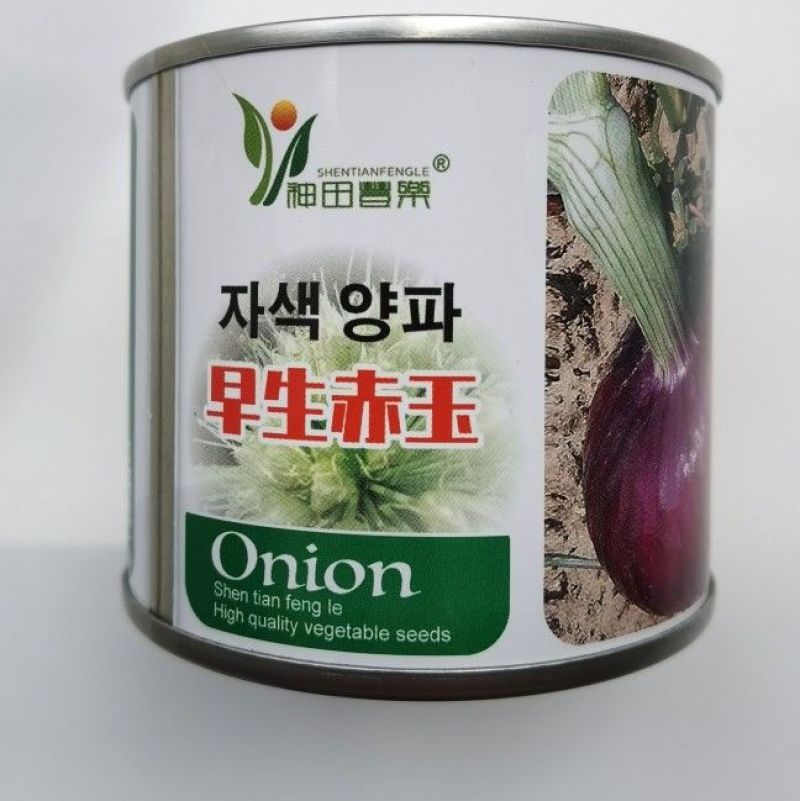 早熟早生赤玉洋葱种子扁球形杂交紫红皮洋葱耐抽苔