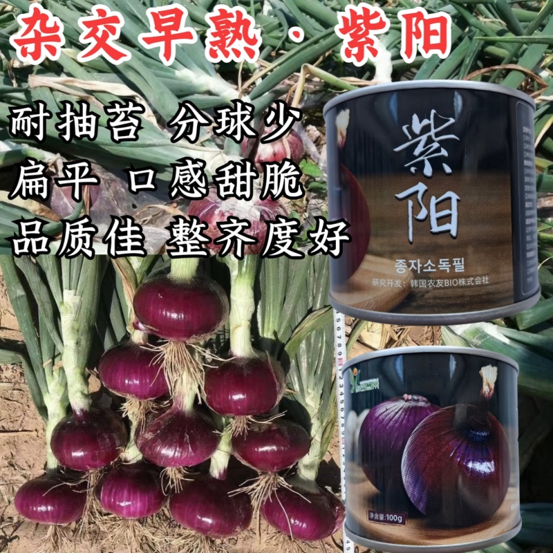 紫阳洋葱种子早熟扁球形洋葱耐抽苔分球少整齐度好甜脆