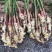 {牛}优质红芽姜红芽姜安丘生姜质量保证品种纯正