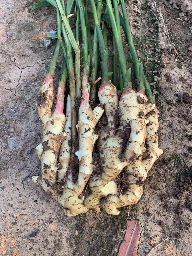 {牛}优质红芽姜红芽姜安丘生姜质量保证品种纯正