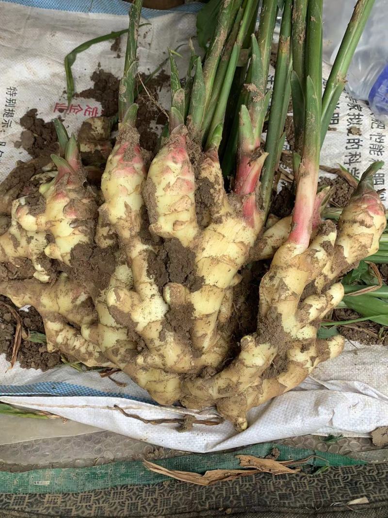 {牛}优质红芽姜红芽姜安丘生姜质量保证品种纯正