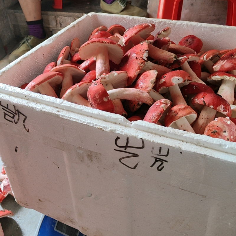 干红菇广西红菇货源充足，品质如图诚信经营欢迎咨询