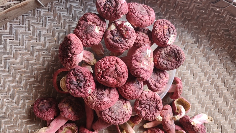 干红菇广西红菇货源充足，品质如图诚信经营欢迎咨询