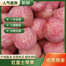 红将苹果，早熟富士苹果，个大颜色好产地大量现货，全国代发