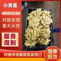 【优选】山东产地精品小黄姜一手货源价优代发全国欢迎