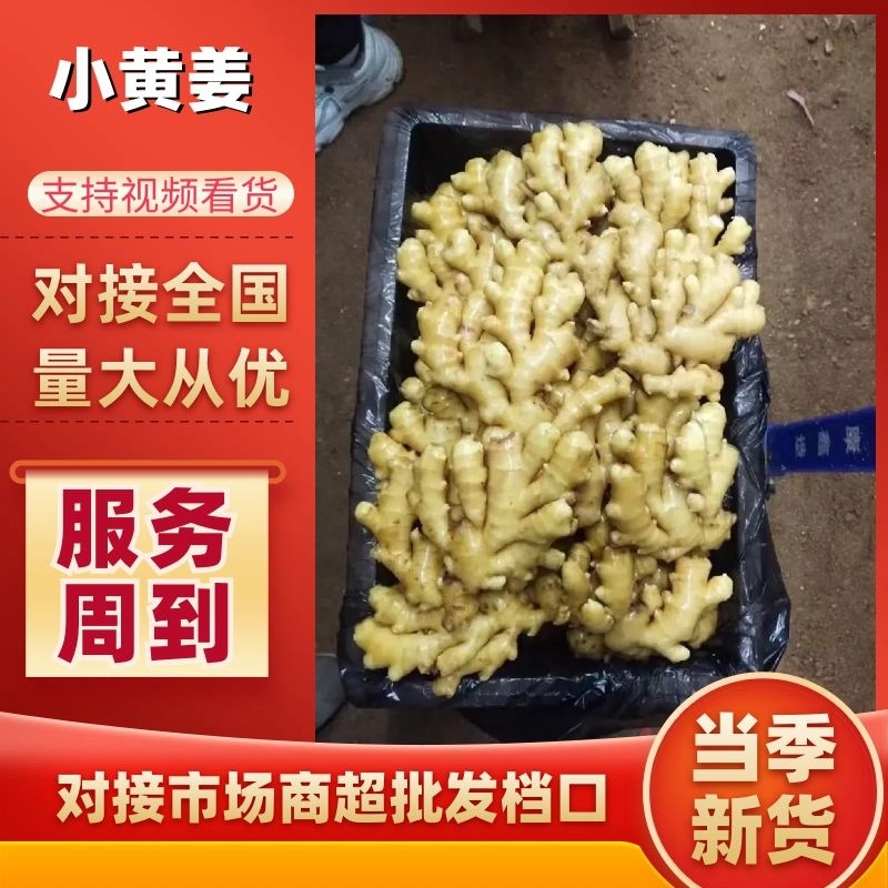 【优选】山东产地精品小黄姜一手货源价优代发全国欢迎