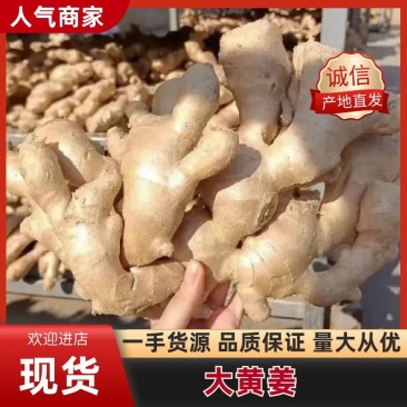 精品大黄姜,产地直发品质保障可视频看货代发全国