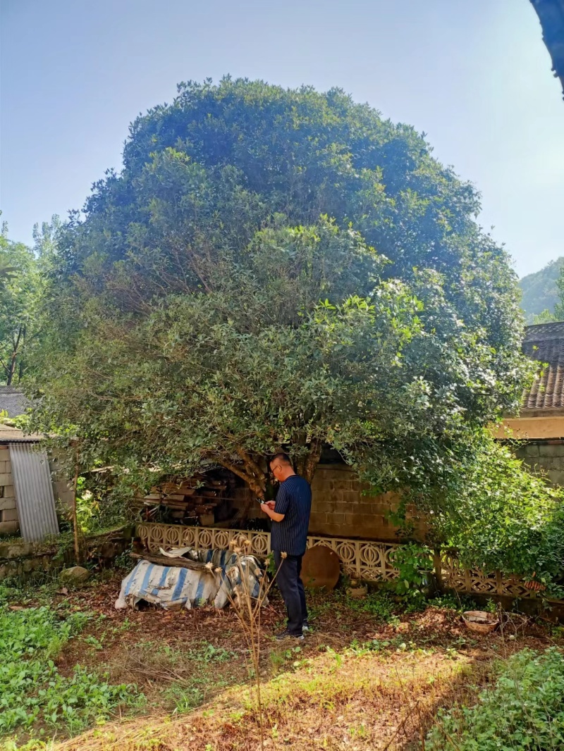 【金桂树】桂花树，质优价廉，欢迎咨询，自家种植造型好
