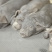 东辽黑猪仔猪种猪，黑猪，黑猪仔，吃粗饲好喂养，抗病力强