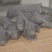 东辽黑猪仔猪种猪，黑猪，黑猪仔，吃粗饲好喂养，抗病力强
