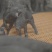 东辽黑猪仔猪种猪，黑猪，黑猪仔，吃粗饲好喂养，抗病力强