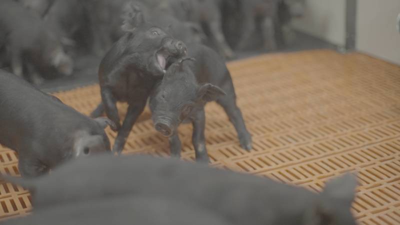 东辽黑猪仔猪种猪，黑猪，黑猪仔，吃粗饲好喂养，抗病力强