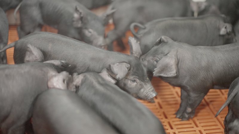 东辽黑猪仔猪种猪，黑猪，黑猪仔，吃粗饲好喂养，抗病力强