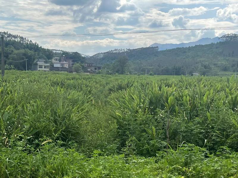 【实力推荐】南姜广东南姜产地直发对接全国支持视频看货