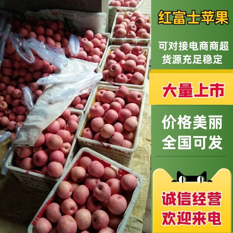 礼泉晚熟红富士纸袋果，现己大量上市，价格合理，质量好。