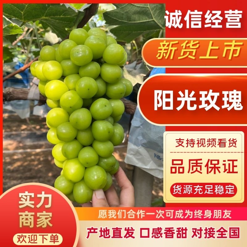 阳光玫瑰安徽砀山阳光玫瑰颗粒大口感香甜质量三包
