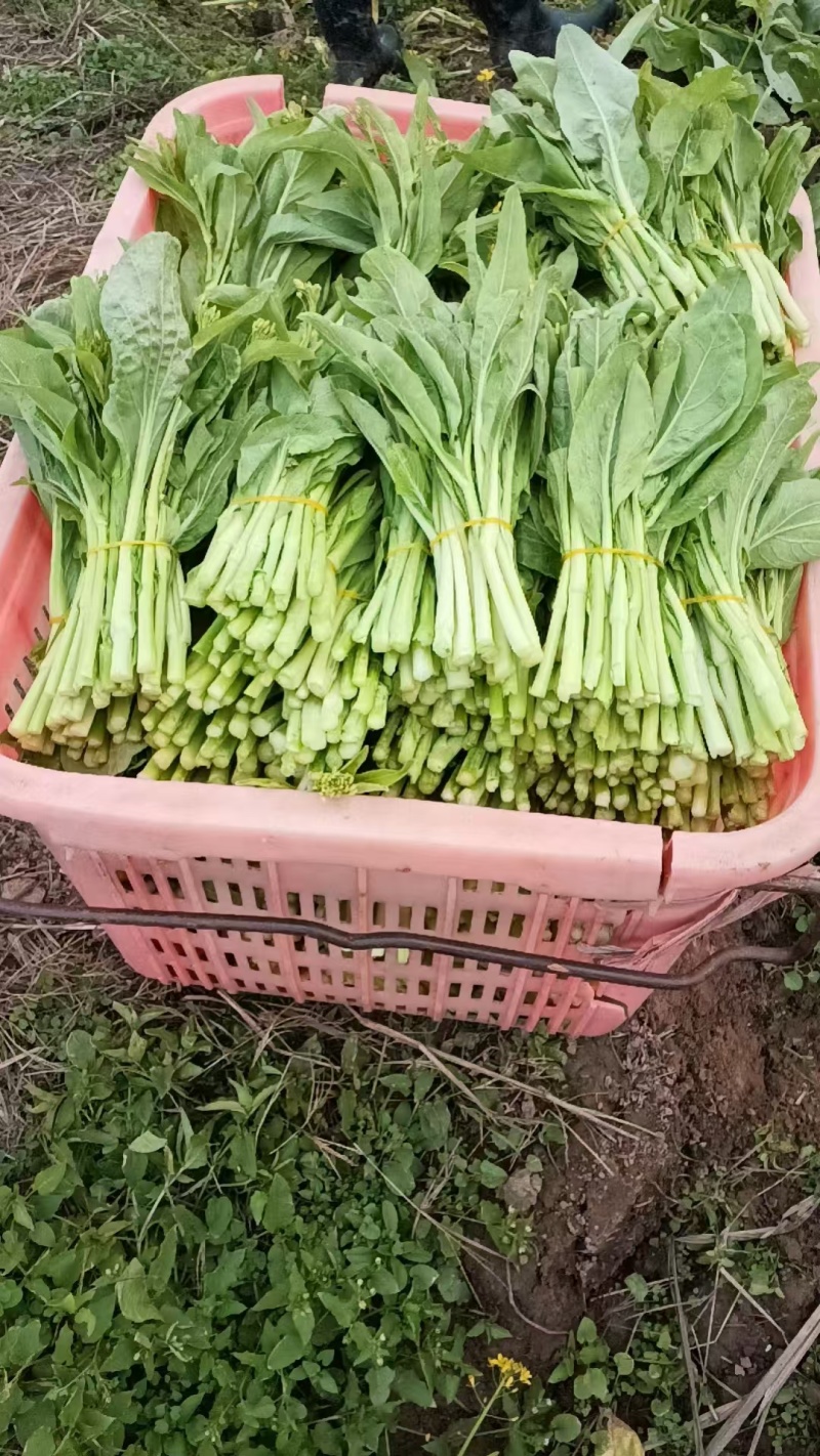 精品白菜苔大量有货价格优惠一手货源欢迎咨询