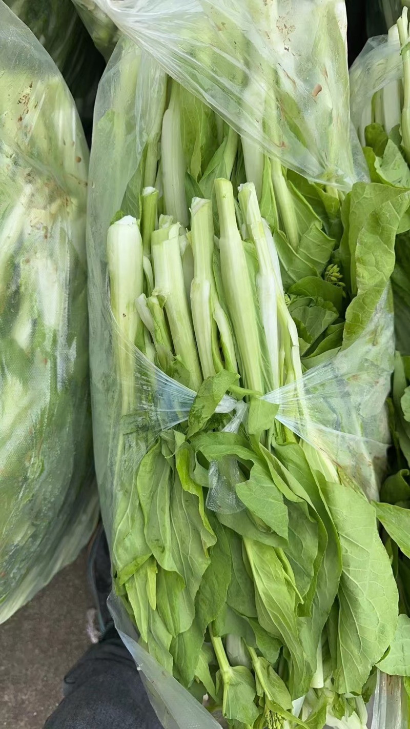 白菜苔200万斤大量有货质量保证一手货源价格优惠欢迎