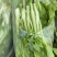 白菜苔200万斤大量有货质量保证一手货源价格优惠欢迎