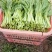 白菜苔200万斤大量有货质量保证一手货源价格优惠欢迎