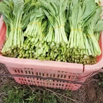 白菜苔200万斤大量有货质量保证一手货源价格优惠欢迎