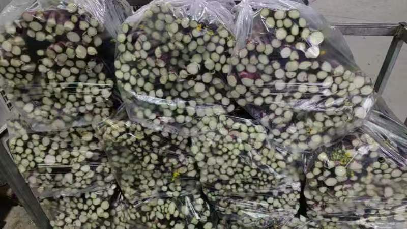 红菜苔800万斤一手货源价格优惠对接全国欢迎咨询