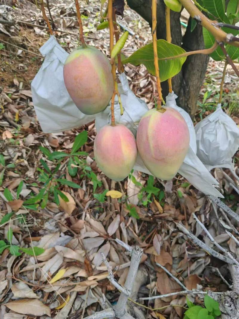 【精品凯特芒】四川攀枝花基地直供质量保证一手货源全国发货