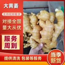 生姜优质窖藏大黄姜一手货源产地直供坏姜包赔全国发货