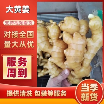生姜优质窖藏大黄姜一手货源产地直供坏姜包赔全国发货