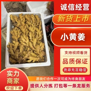 窖藏小黄姜精品生姜产地直供货源充足对接全国市场等