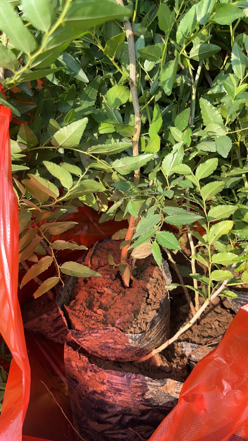 双仁药用酸枣营养杯苗