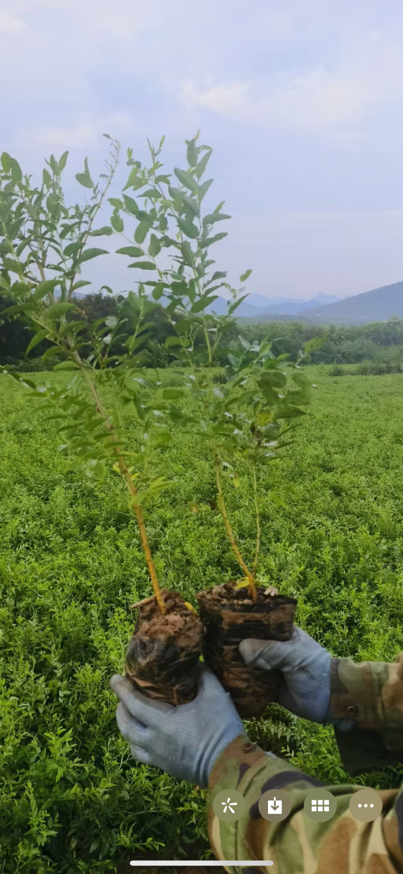 双仁药用酸枣营养杯苗