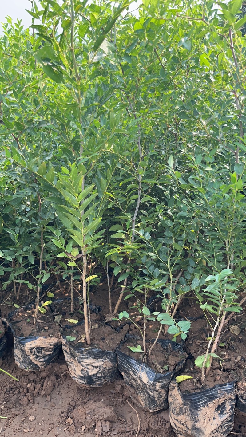 双仁药用酸枣营养杯苗
