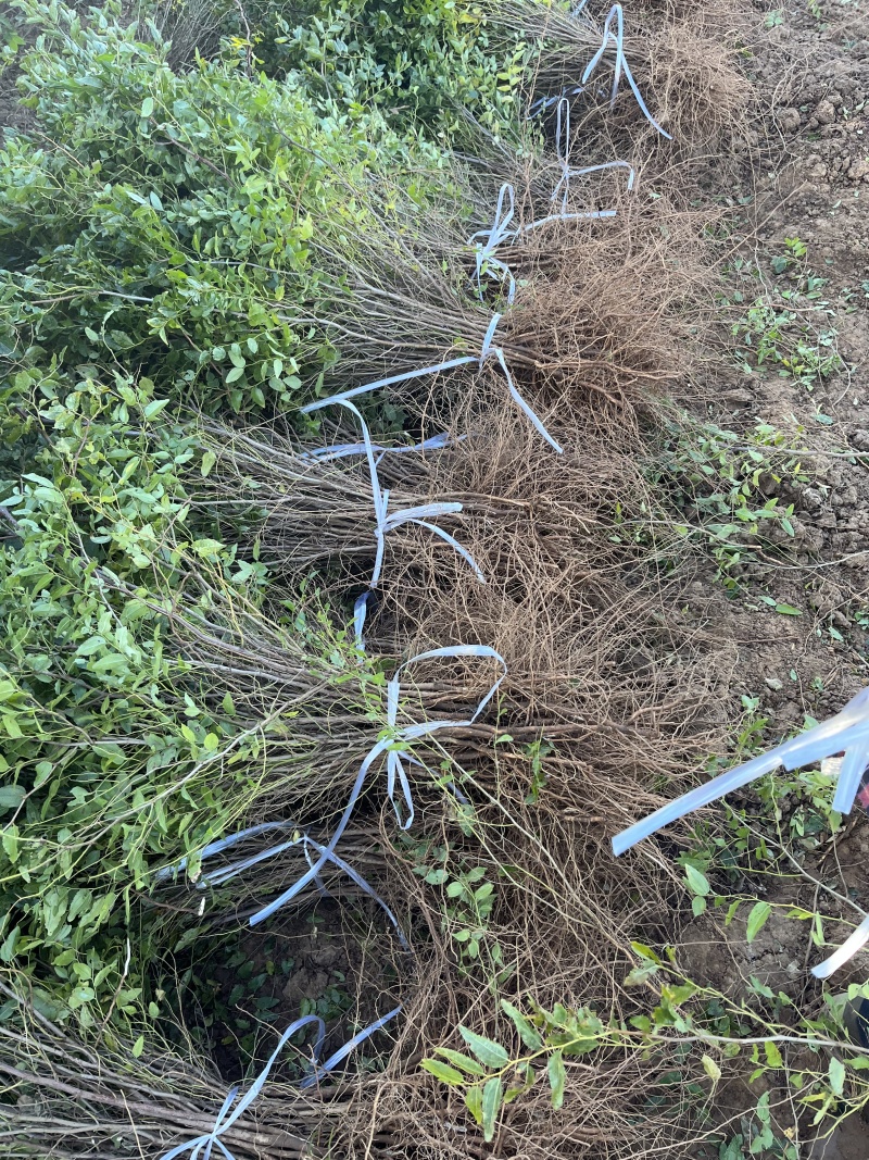 双仁药用酸枣苗无污染无农药成活率高，现挖现发，根系发达