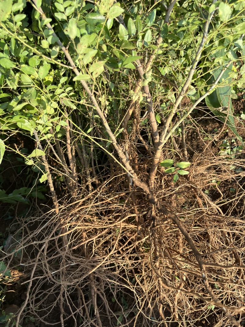 双仁药用酸枣苗无污染无农药成活率高，现挖现发，根系发达