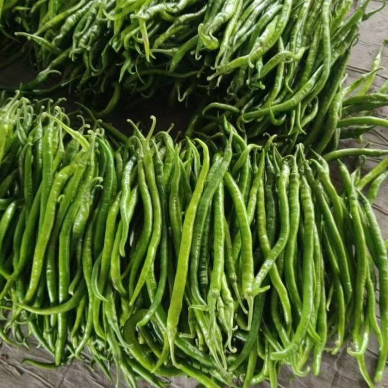 精品线椒，【二荆条辣椒】，货源充足，量大从优，品质保障