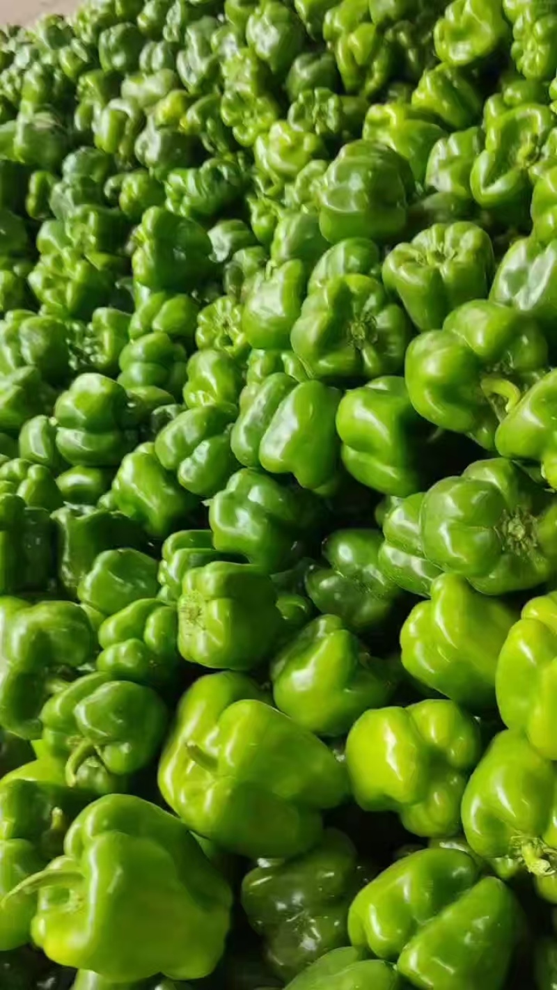 【大量供应】圆椒，菜椒，产地直供物美价廉，适合各级批发商