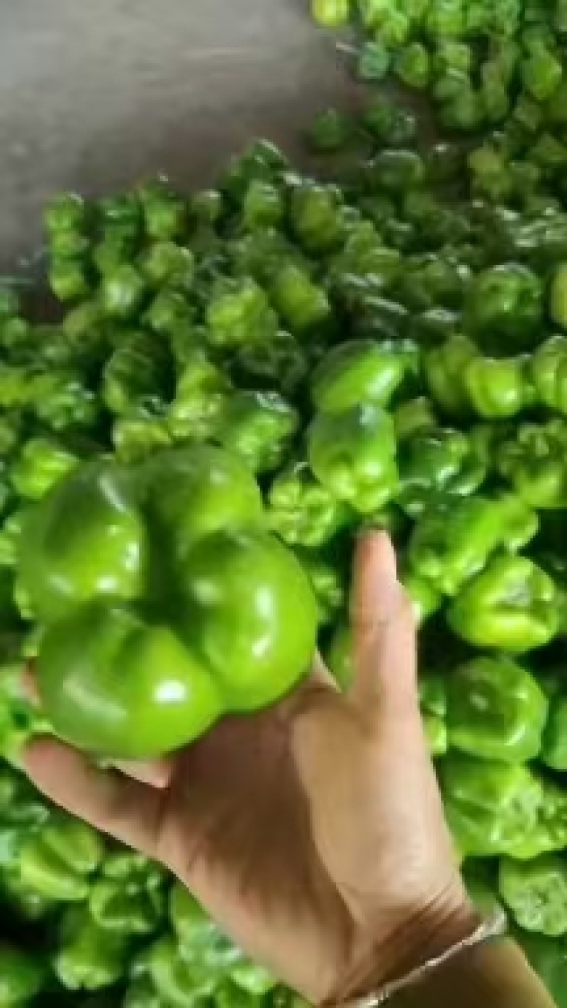 【大量供应】圆椒，菜椒，产地直供物美价廉，适合各级批发商