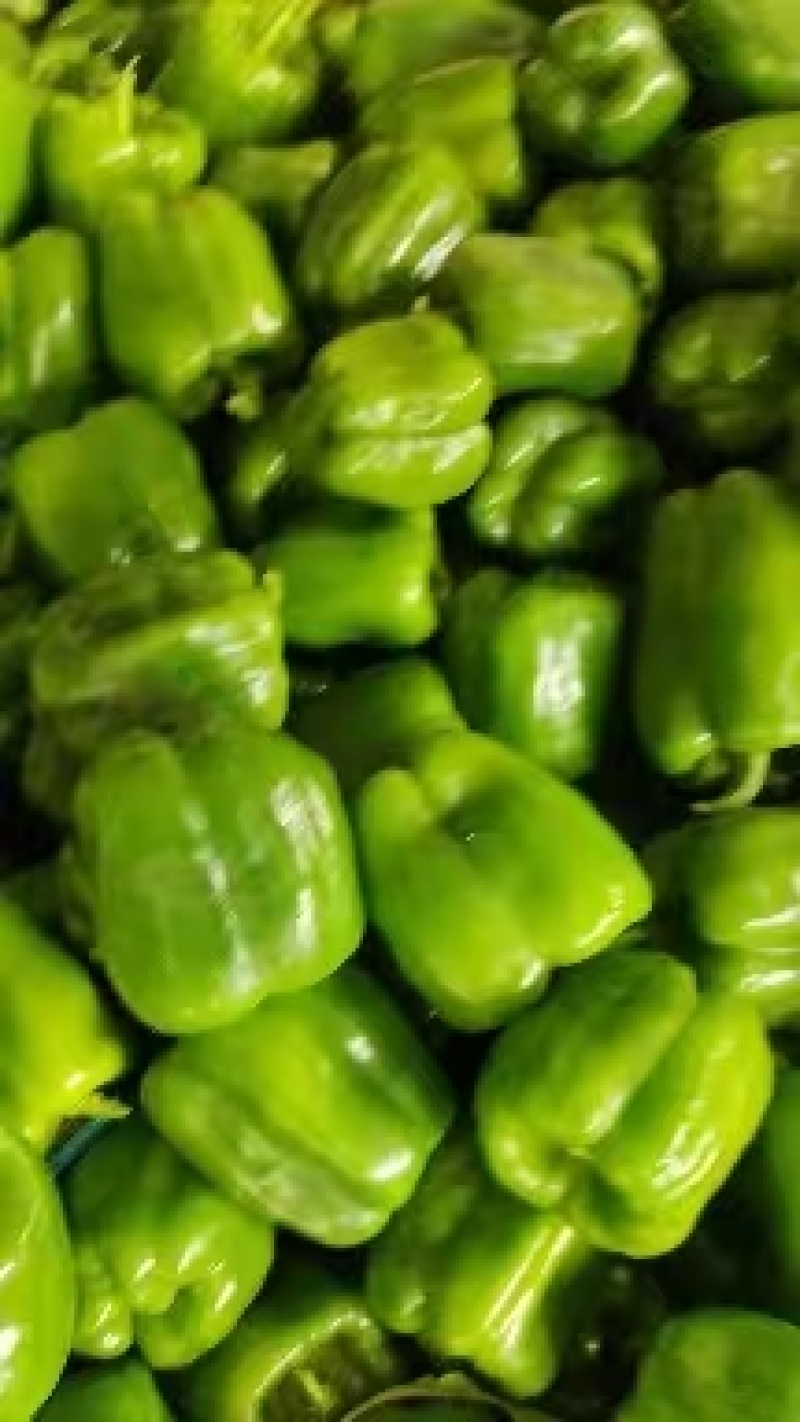 【大量供应】圆椒，菜椒，产地直供物美价廉，适合各级批发商