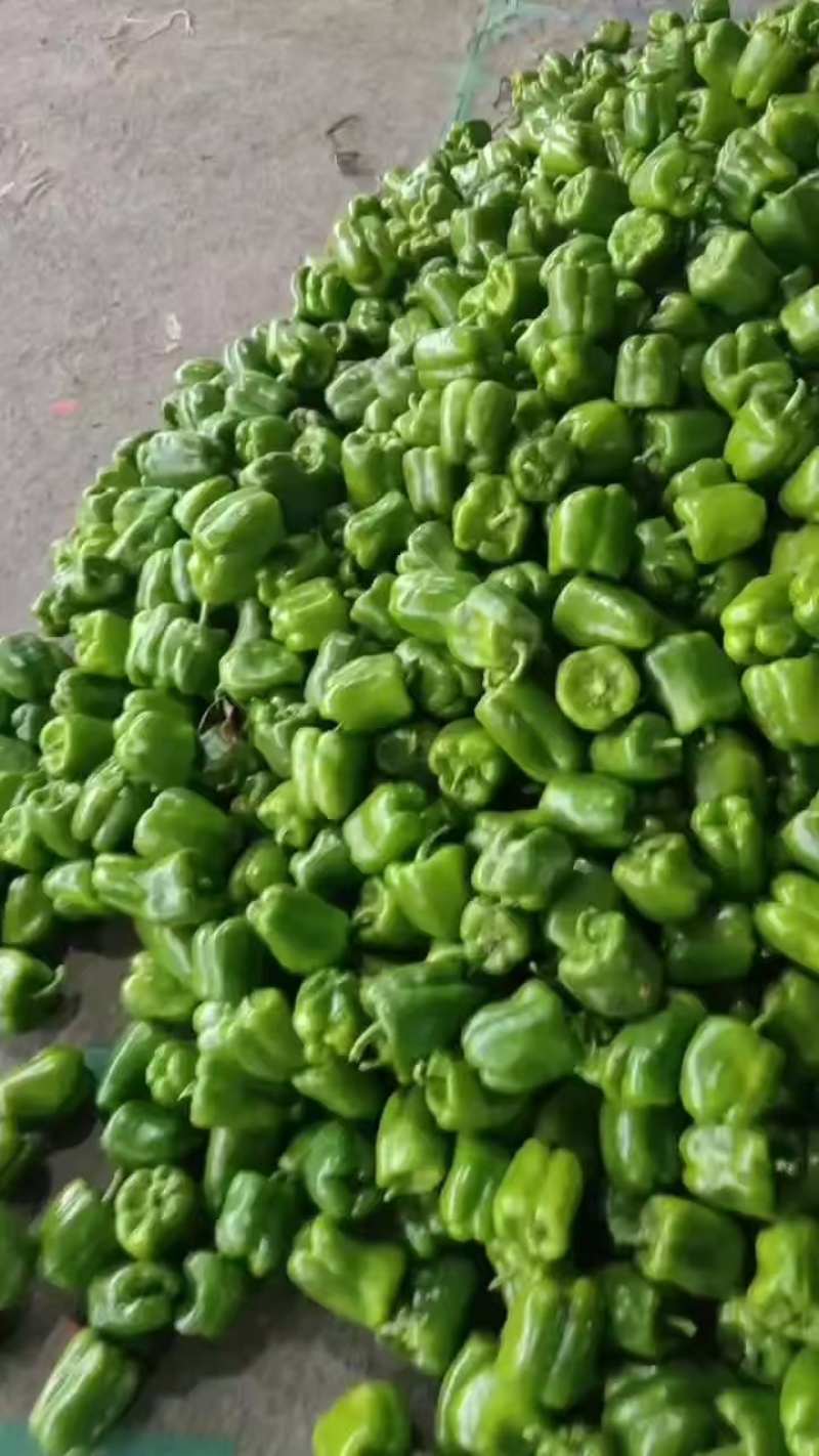 【大量供应】圆椒，菜椒，产地直供物美价廉，适合各级批发商