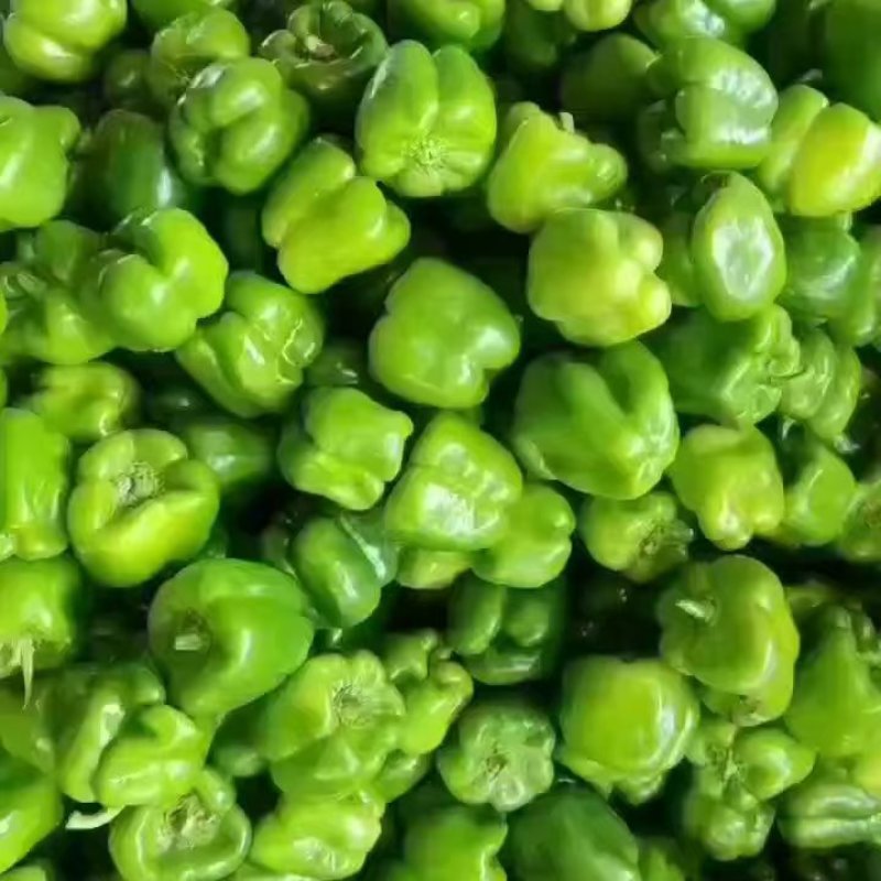 【大量供应】圆椒，菜椒，产地直供物美价廉，适合各级批发商
