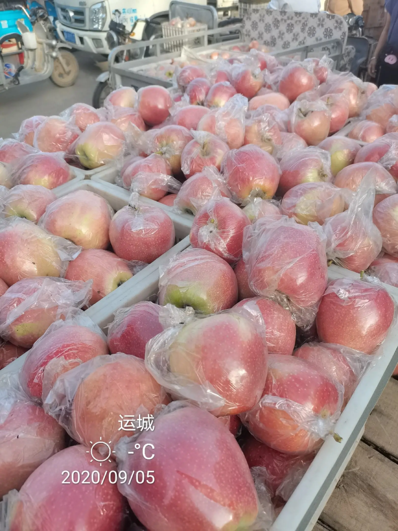 中秋王苹果纸袋的膜袋的大量上市电话咨询市场电商社区团购对