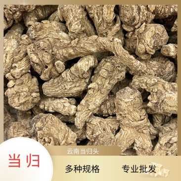 正宗云南丽江当归头现货批发可切片量大价优当归头个子货