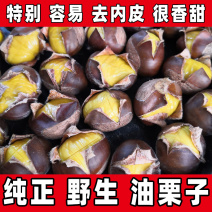 油栗板栗糖炒栗子市场炒货批发支持电商代发加工厂大量收货