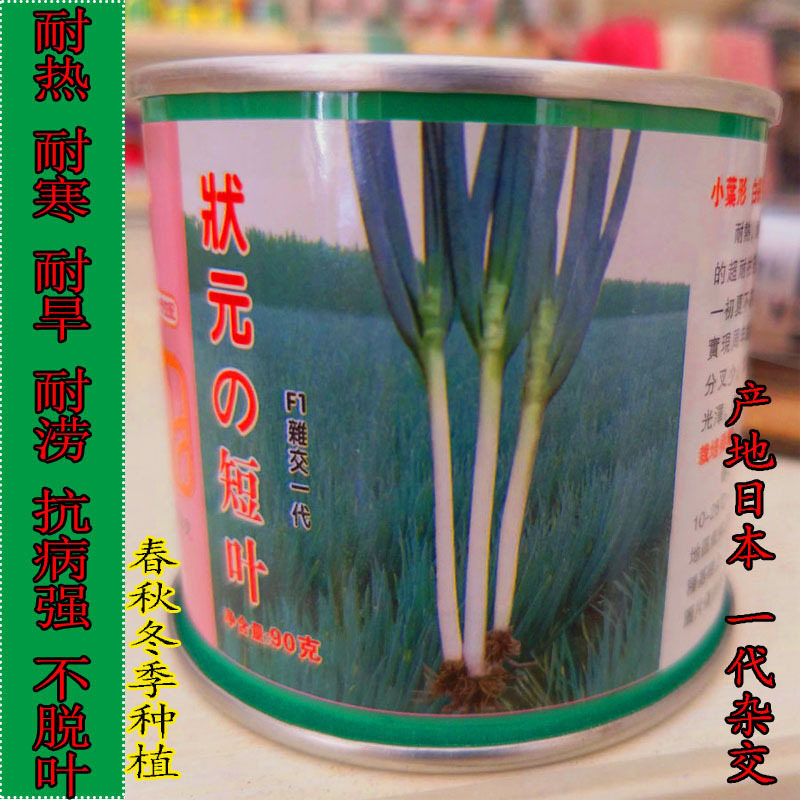 状元短叶钢葱种子杂交一代大葱种子耐抽苔小叶形耐热分叉少
