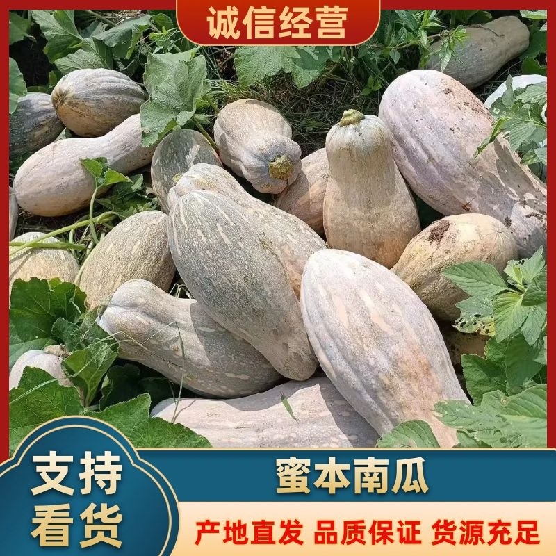 金韩密本南瓜万亩基地现货直发长条形南瓜色鲜靓价美