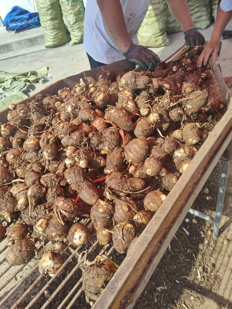 精品毛芋头芋头8520牛奶芋头电商超市商超